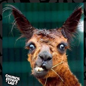 Meet your Posher, Faye